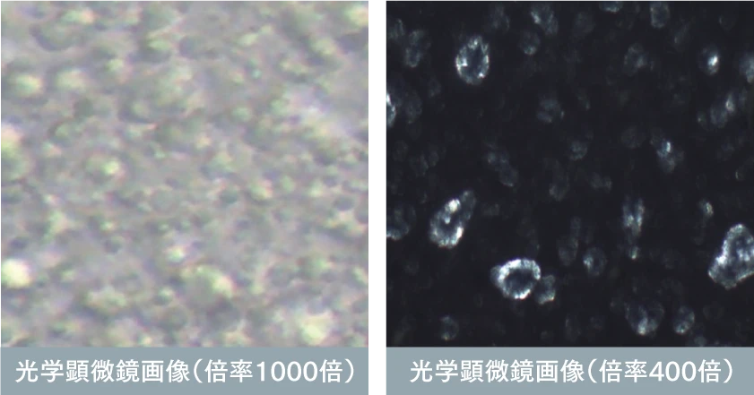 セラミド液晶構造